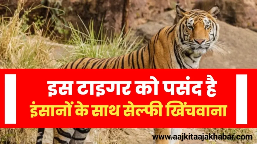 Bhopal Tiger News